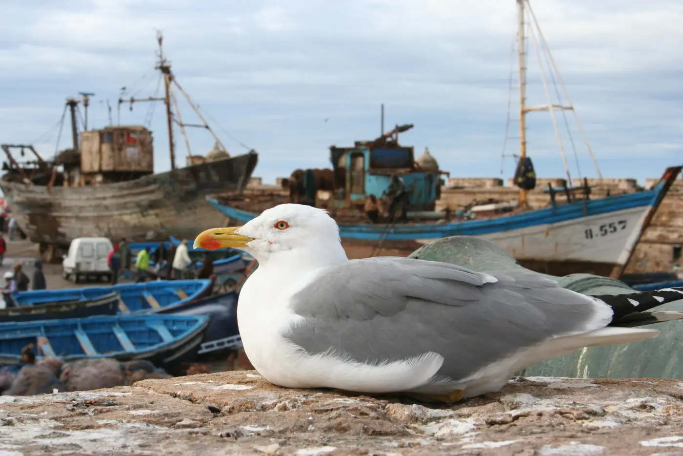 Marokko Vogelbeobachtung & Naturtouren